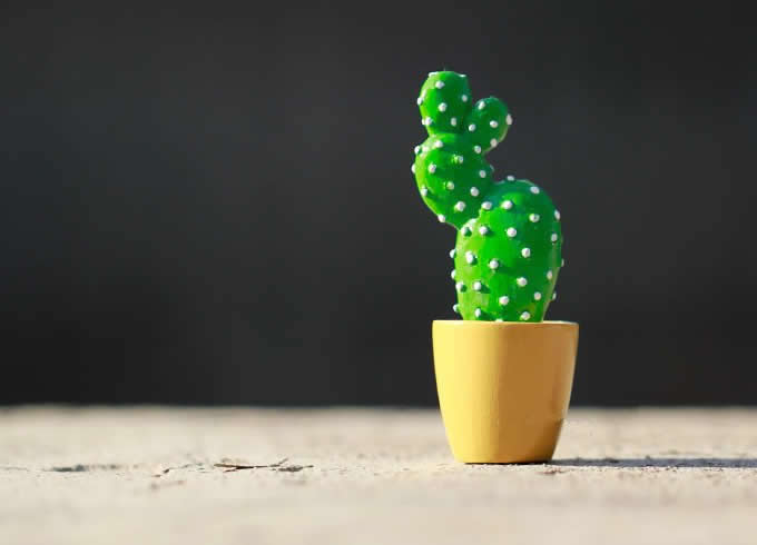 Cactus Fridge Magnets, Set of 6